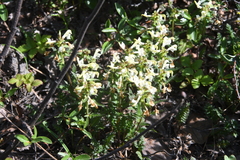 Pedicularis lapponica