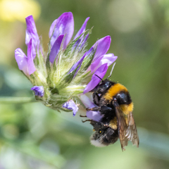 Bombus ruderatus