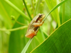 Hyla molleri