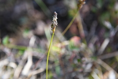 Carex melanocarpa