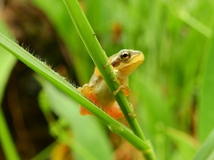 Hyla molleri