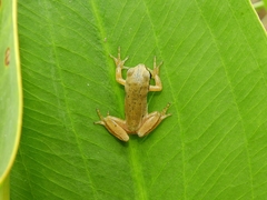Hyla molleri