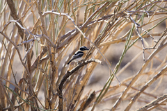 Batis pririt affinis