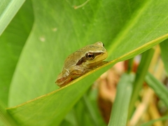 Hyla molleri