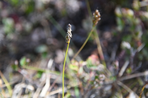 Carex melanocarpa iNat (1)
