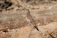 Certhilauda subcoronata