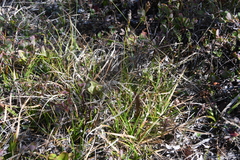 Carex melanocarpa