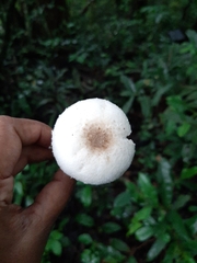 Fungi
