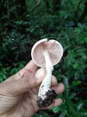 Fungi
