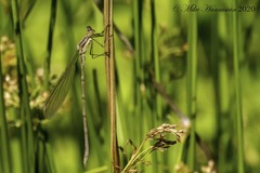 Lestes rectangularis