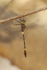 Phyllomacromia contumax