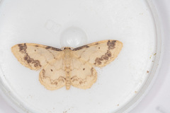 Idaea trigeminata