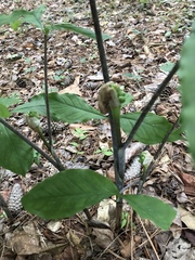 Arisaema quinatum