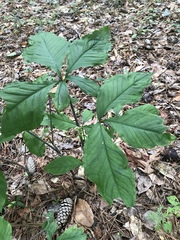 Arisaema quinatum