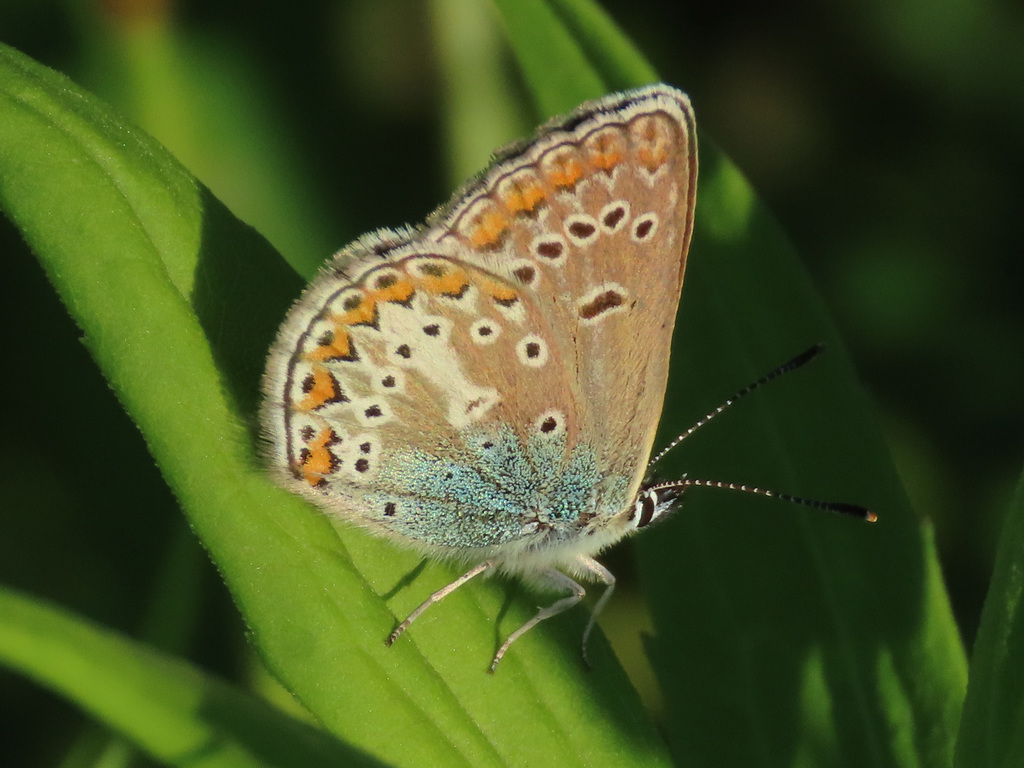 Geranium Argus