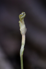 Pterostylis alobula