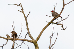 Pytilia hypogrammica