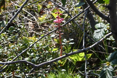 Pyrola asarifolia incarnata