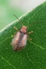 Xanthophorus