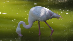 Phoenicopterus roseus