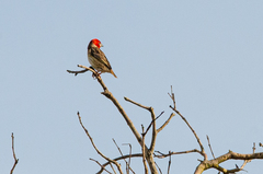 Pytilia hypogrammica