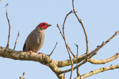 Pytilia hypogrammica