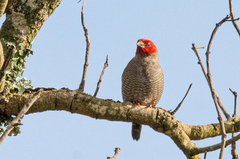 Pytilia hypogrammica