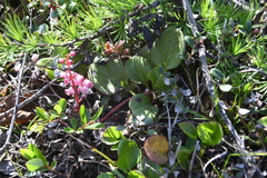 Pyrola asarifolia incarnata