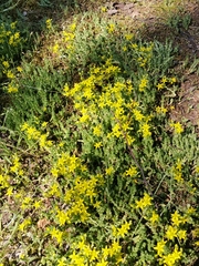 Sedum acre