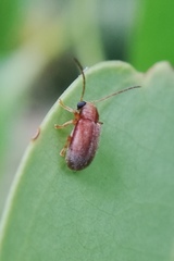 Xanthophorus