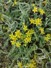 Sedum acre