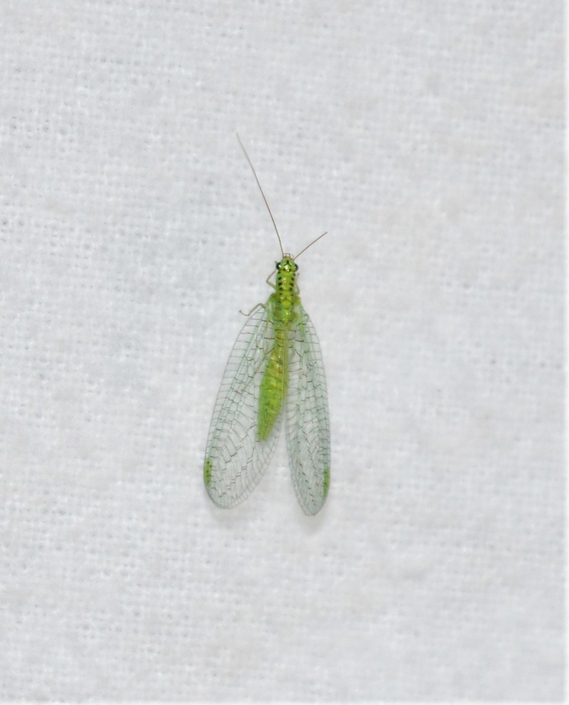 X-marked Green Lacewing