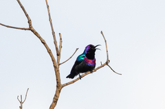 Cinnyris coccinigastrus