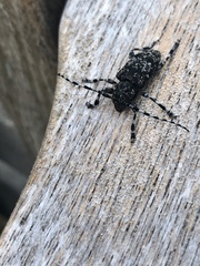 Aegomorphus clavipes