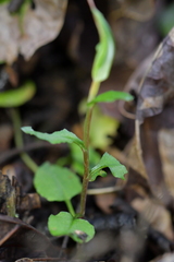 Pterostylis alobula