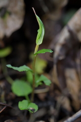 Pterostylis alobula