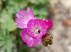 Sidalcea malviflora