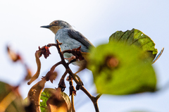 Apalis bamendae