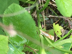 Crambus bidens
