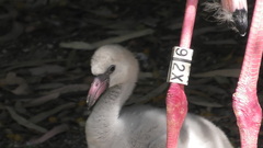 Phoenicopterus roseus