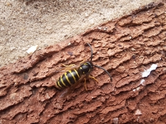 Dolichovespula