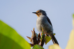 Apalis bamendae