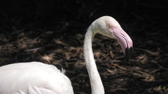 Phoenicopterus roseus