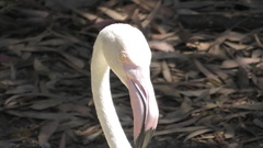 Phoenicopterus roseus