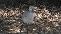 Phoenicopterus roseus