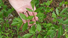 Ligusticum canadense