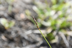 Carex melanocarpa