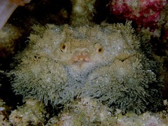 Pilumnus vespertilio