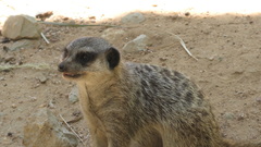 Suricata suricatta