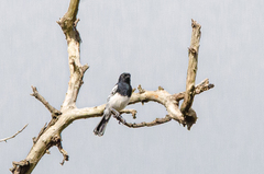 Melaniparus albiventris